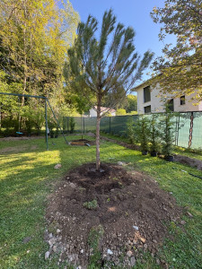 Photo de galerie - Plantation d’un pin parasol 15 ans 