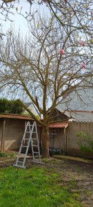 Photo de galerie - Taille d'arbre