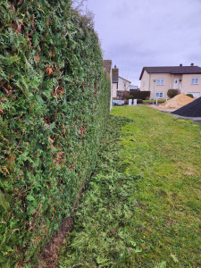 Photo de galerie - Taille en cours de réalisation..