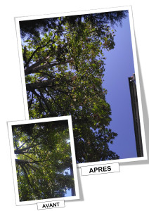 Photo de galerie - Taille de diminution d'arbres