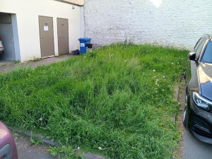 Photo de galerie - Tonte de pelouse - Débroussaillage