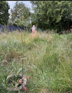 Photo de galerie - Tonte de pelouse - Débroussaillage