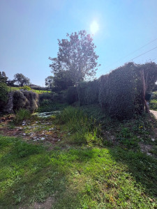 Photo de galerie - Taille de haies et d'arbustes