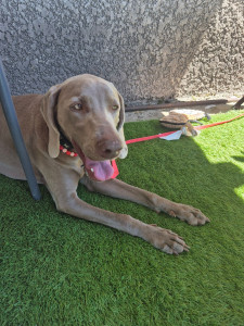 Photo de galerie - Garde chien