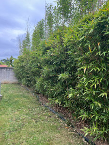 Photo de galerie - Haie de bambou de Nabila AVANT