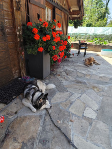 Photo de galerie - Garde animaux