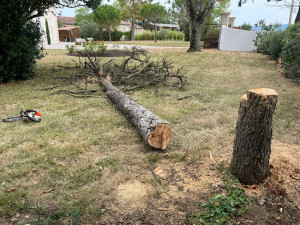 Photo de galerie - Elagage et coupe d'arbres