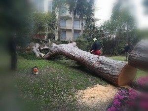 Photo réalisation - Elagage et coupe d'arbres - Flo P. - Peyriac-Minervois : Abattage du pin parasol grue SUITE ET FIN