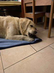 Photo de galerie - Garde chien