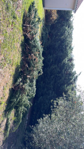 Photo de galerie - Taille de haies et d'arbustes