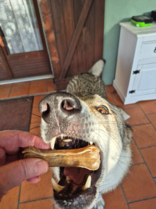 Photo de galerie - Garde chien