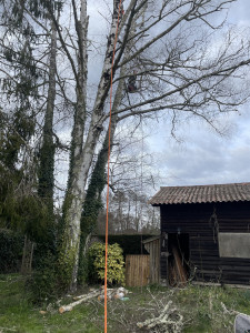 Photo de galerie - Elagage et coupe d'arbres