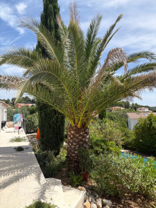 Photo de galerie - Taille de palmes d’un palmier sur Grabels