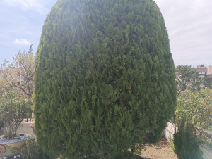 Photo de galerie - Taille d'un cyprès 