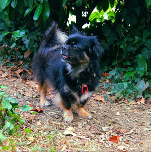 Photo de galerie - Petite Noline nous a fait re-découvrir la joie de cohabiter avec un petit gabarit. Une chienne de 9ans qui nous ferait presque croire qu'elle n'en aurai que 3!