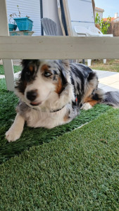 Photo de galerie - Garde chienne 1 journée, 
un amour!
