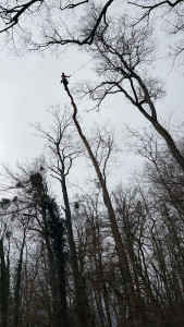 Photo de galerie - Elagage et coupe d'arbres