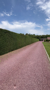 Photo de galerie - Taille de haie thuyas 60m