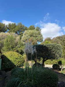 Photo de galerie - Tailles de forme sur un Olivier et d’autres sujets