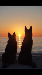 Photo de galerie - Mes Loulous Berger Allemand 