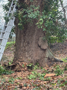 Photo de galerie - Photo du tronc de l’arbre de 1 m de diamètre