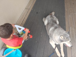 Photo de galerie - Garde régulière husky 