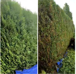 Photo de galerie - Taille de haie de cyprès 