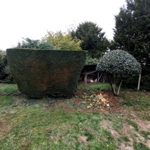 Photo de galerie - Taille de haies et d'arbustes 