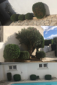 Photo de galerie - Taille de plusieurs arbustes 