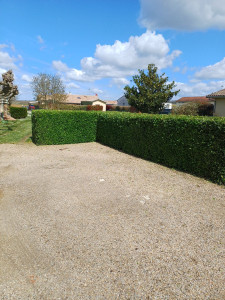 Photo de galerie - Taille de l'année de cette année laurier 