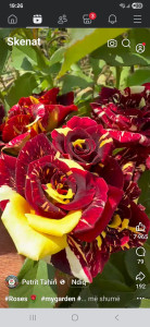 Photo de galerie - Garde chat