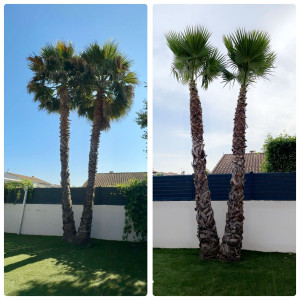 Photo de galerie - Elagage et coupe d'arbres