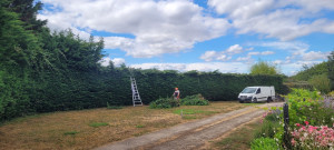 Photo de galerie - Rabaissement haie de thuya 