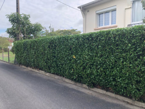 Photo de galerie - Taille après 