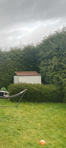 Photo de galerie - Haie de tuya AVANT Rabattage.
