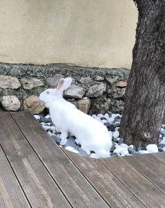 Photo de galerie - Garde animaux