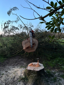 Photo de galerie - Abattage d’un sapin de 75 cm de diamètre et ébranchage et débitage par la suite