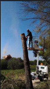 Photo de galerie - Elagage et coupe d'arbres