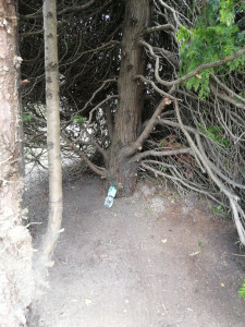 Photo de galerie - Enlèvement lierres envahissants sur thuya géant. (après)

