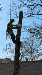 Photo de galerie - 3 arbres de 30 mètres tout au Rappels 