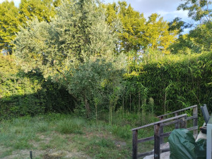 Photo de galerie - Taille de haies et d'arbustes