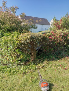 Photo de galerie - Taille de haies et d'arbustes