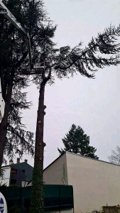 Photo de galerie - Elagage et coupe d'arbres