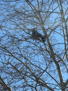 Photo de galerie - Elagage et coupe d'arbres