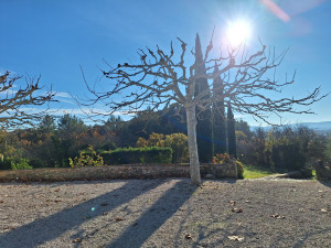 Photo de galerie - Taille  platane 