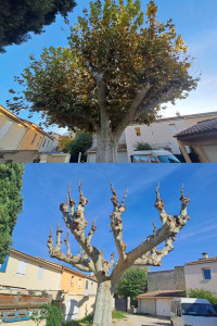 Photo de galerie - Elagage et coupe d'arbres