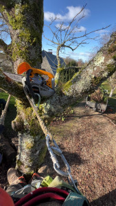 Photo de galerie - Abattage d’un boulot gênant