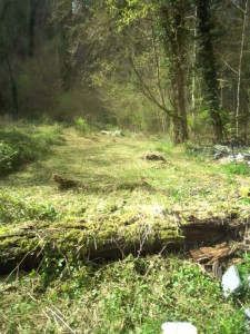 Photo de galerie - Débroussaillage 