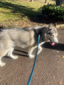 Photo de galerie - Promenade chien
