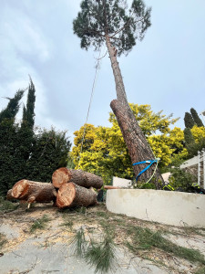 Photo de galerie - Elagage et coupe d'arbres